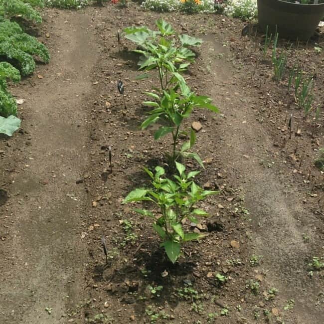 I Have a Garden // fromcatstocooking.com