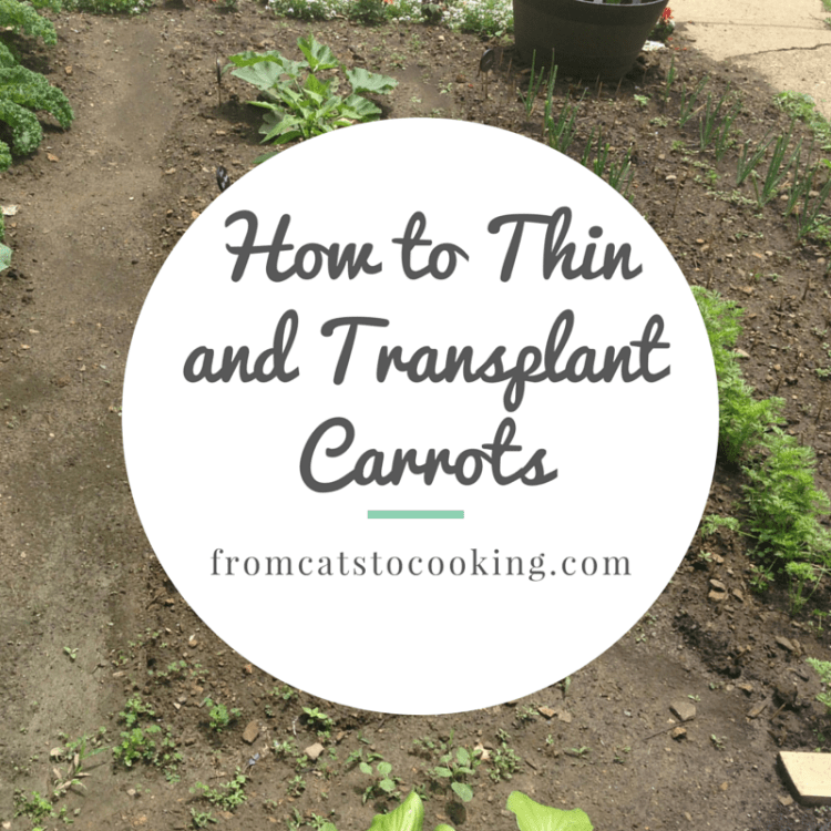 How to Thin and Transplant Carrot Seedlings