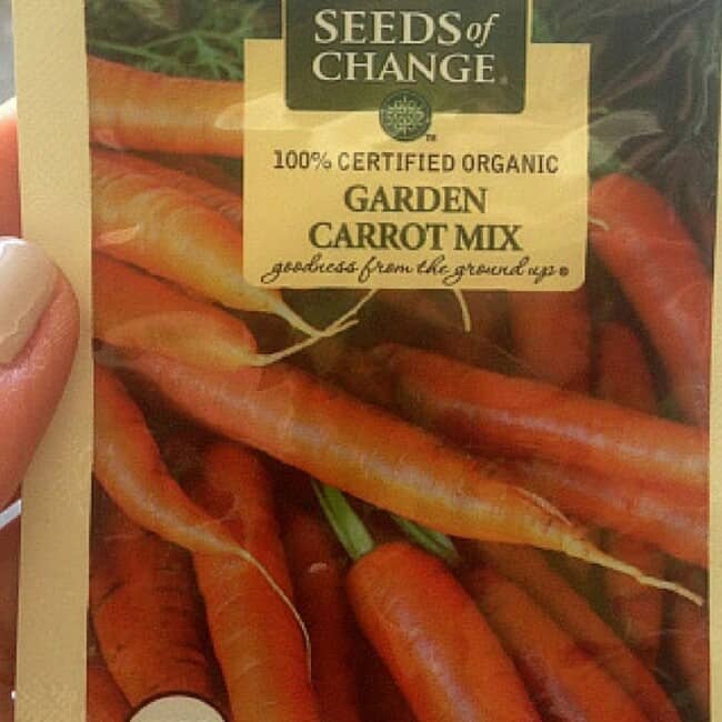 How to Thin and Transplant Carrot Seedlings // fromcatstocooking.com