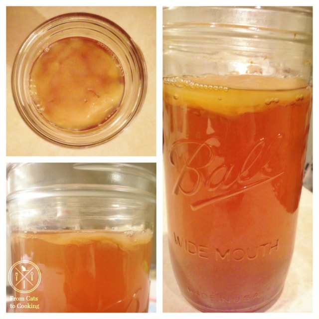 My homemade Kombucha SCOBY | fromcatstocooking.com