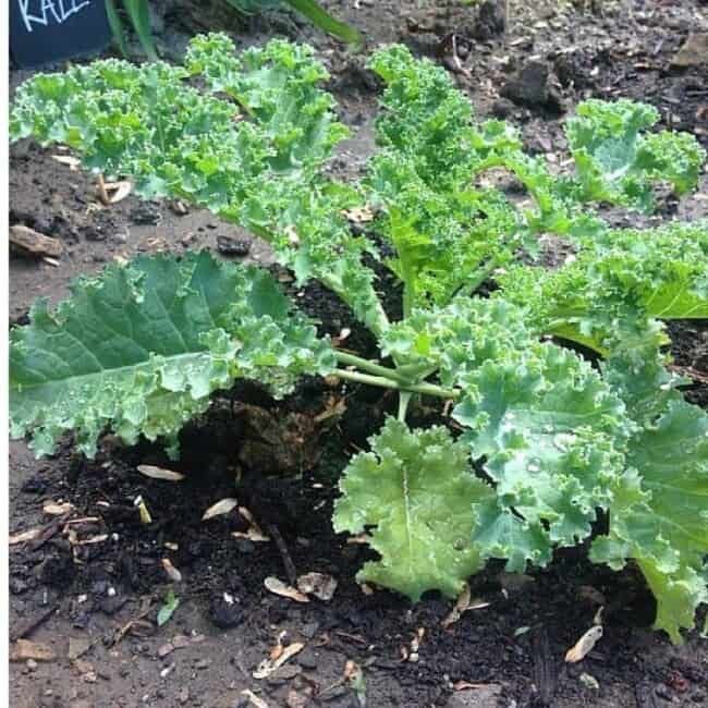 How to Easily Harvest Kale for Beginners // fromcatstocooking.com
