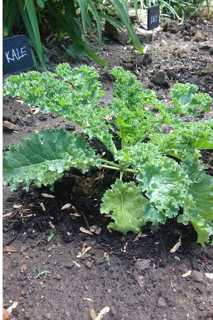 How to Easily Harvest Kale for Beginners // fromcatstocooking.com