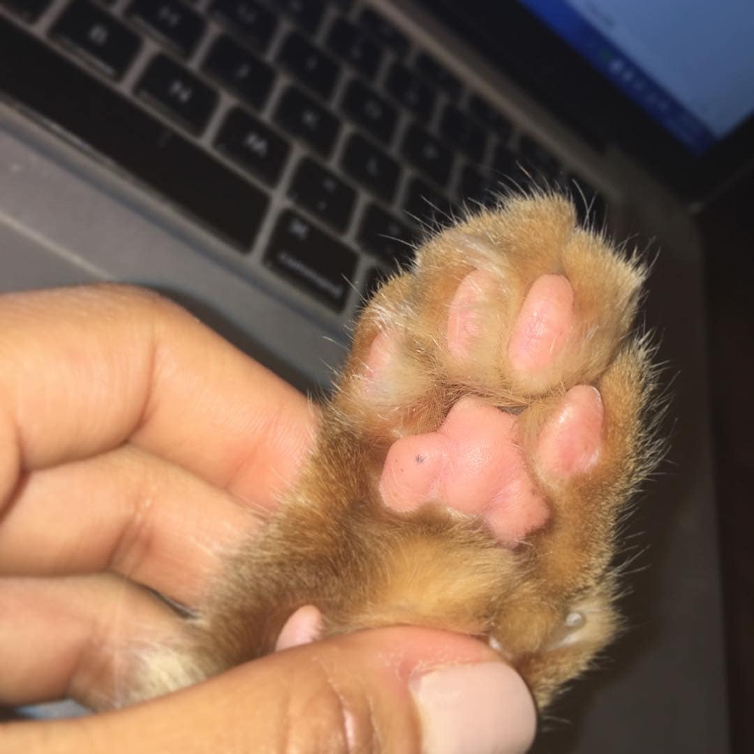 Paw Cat Isabel Eats Paw Cat Isabel Eats