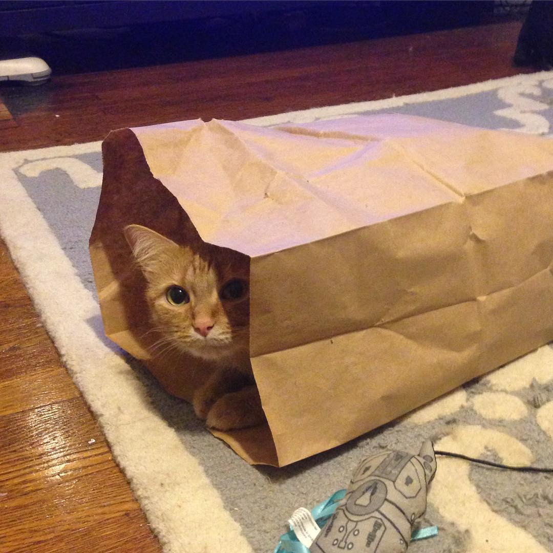 Paper Bag Cat Isabel Eats