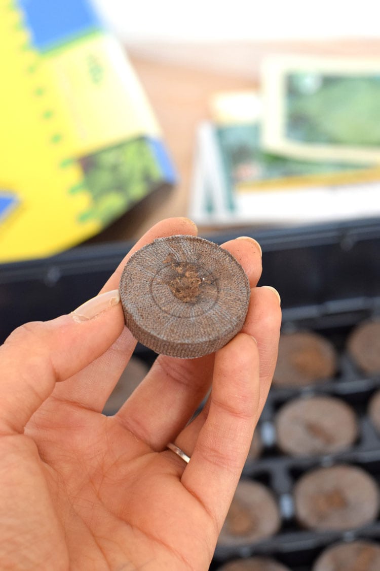 How to easily start seedlings indoors with peat pellets. This is a great way for beginner vegetable gardeners to start their seeds indoors for a great start to the gardening season! // isabeleats.com