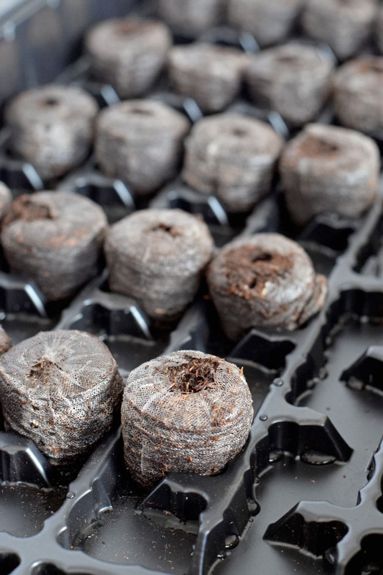 How to easily start seedlings indoors with peat pellets. This is a great way for beginner vegetable gardeners to start their seeds indoors for a great start to the gardening season! // isabeleats.com