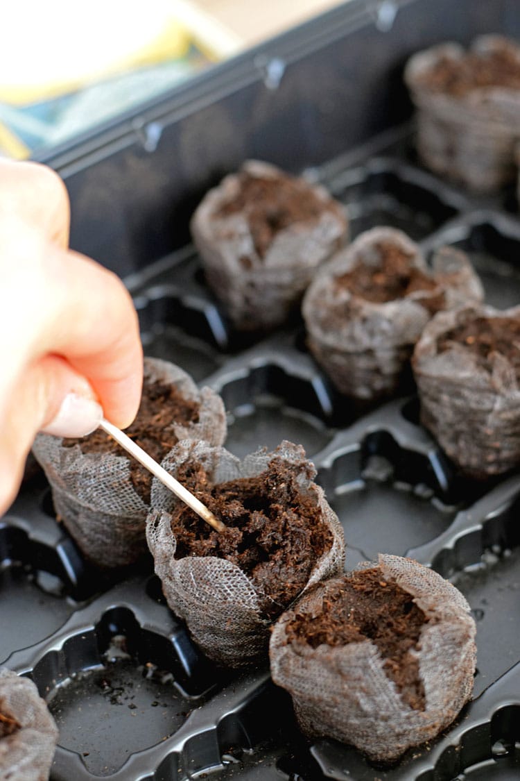 How to easily start seedlings indoors with peat pellets. This is a great way for beginner vegetable gardeners to start their seeds indoors for a great start to the gardening season! // isabeleats.com