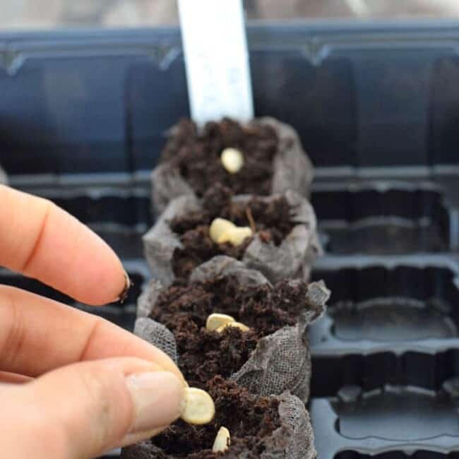 How to easily start seedlings indoors with peat pellets. This is a great way for beginner vegetable gardeners to start their seeds indoors for a great start to the gardening season!