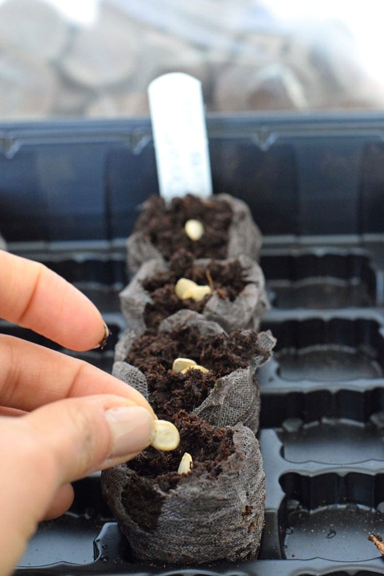 How to easily start seedlings indoors with peat pellets. This is a great way for beginner vegetable gardeners to start their seeds indoors for a great start to the gardening season!