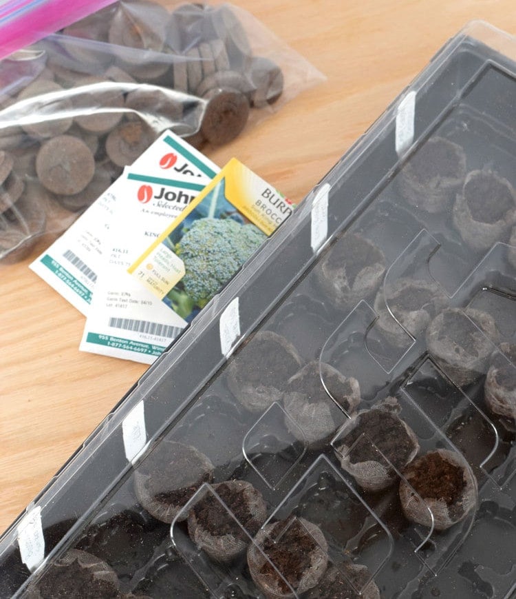 How to easily start seedlings indoors with peat pellets. This is a great way for beginner vegetable gardeners to start their seeds indoors for a great start to the gardening season! // isabeleats.com