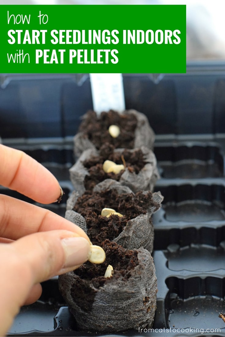 How to easily start seedlings indoors with peat pellets. This is a great way for beginner vegetable gardeners to start their seeds indoors for a great start to the gardening season! // isabeleats.com