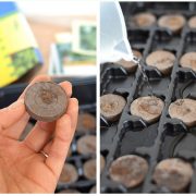 How to easily start seedlings indoors with peat pellets. This is a great way for beginner vegetable gardeners to start their seeds indoors for a great start to the gardening season!