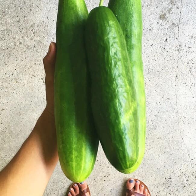 Cucumbers // Tuesday Things