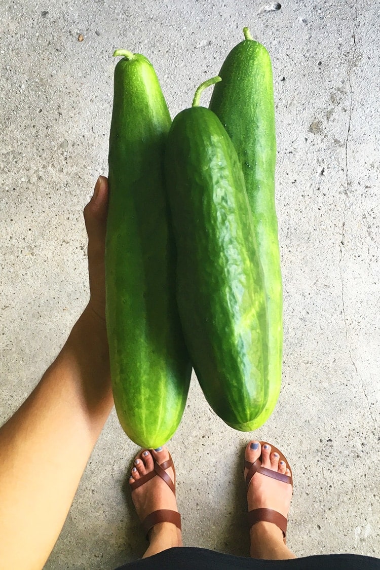 Cucumbers // Tuesday Things