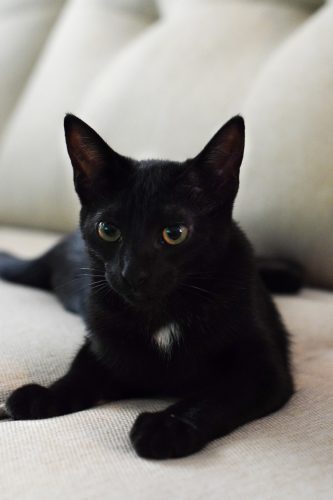 Meet Lucy, my new black kitten
