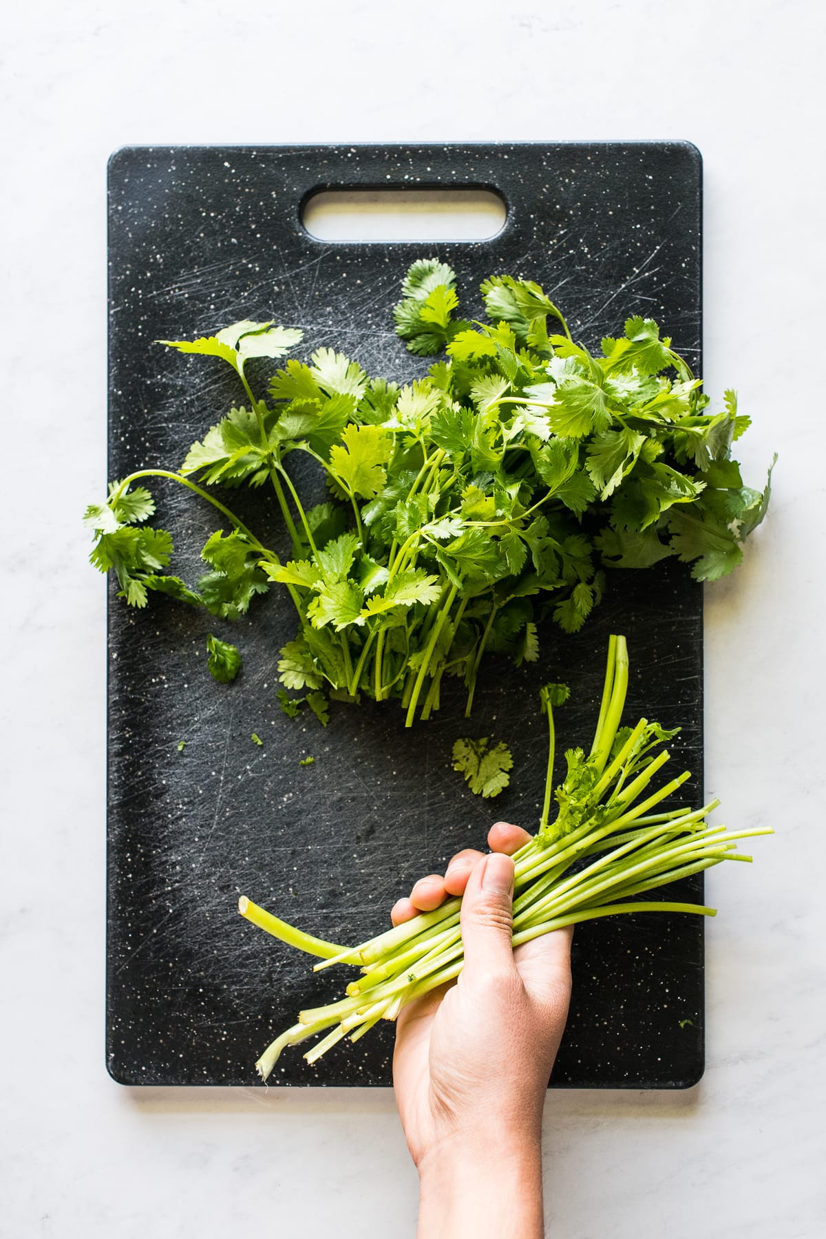 A bunch of cilantro with the long stems cut off.