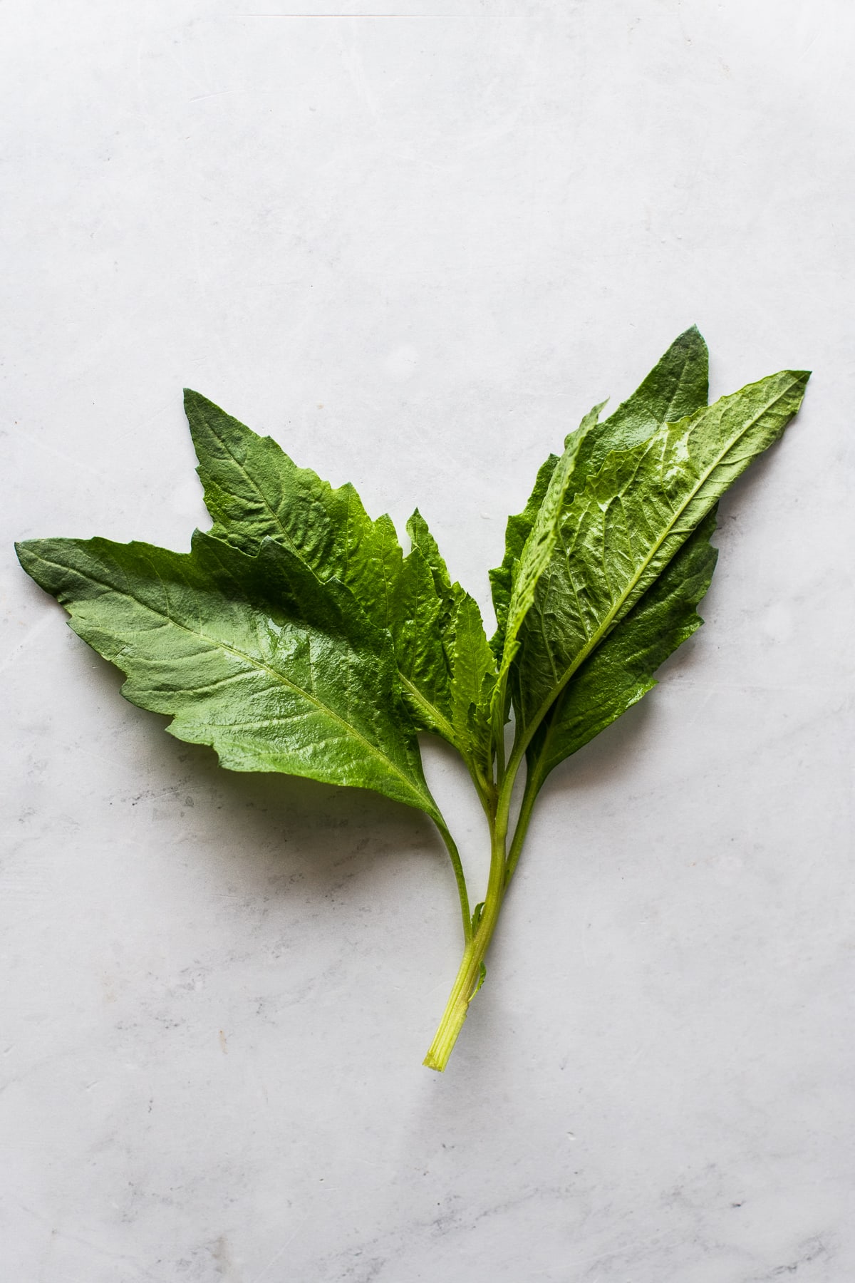 A small sprig of fresh epazote leaves on a marble countertop.