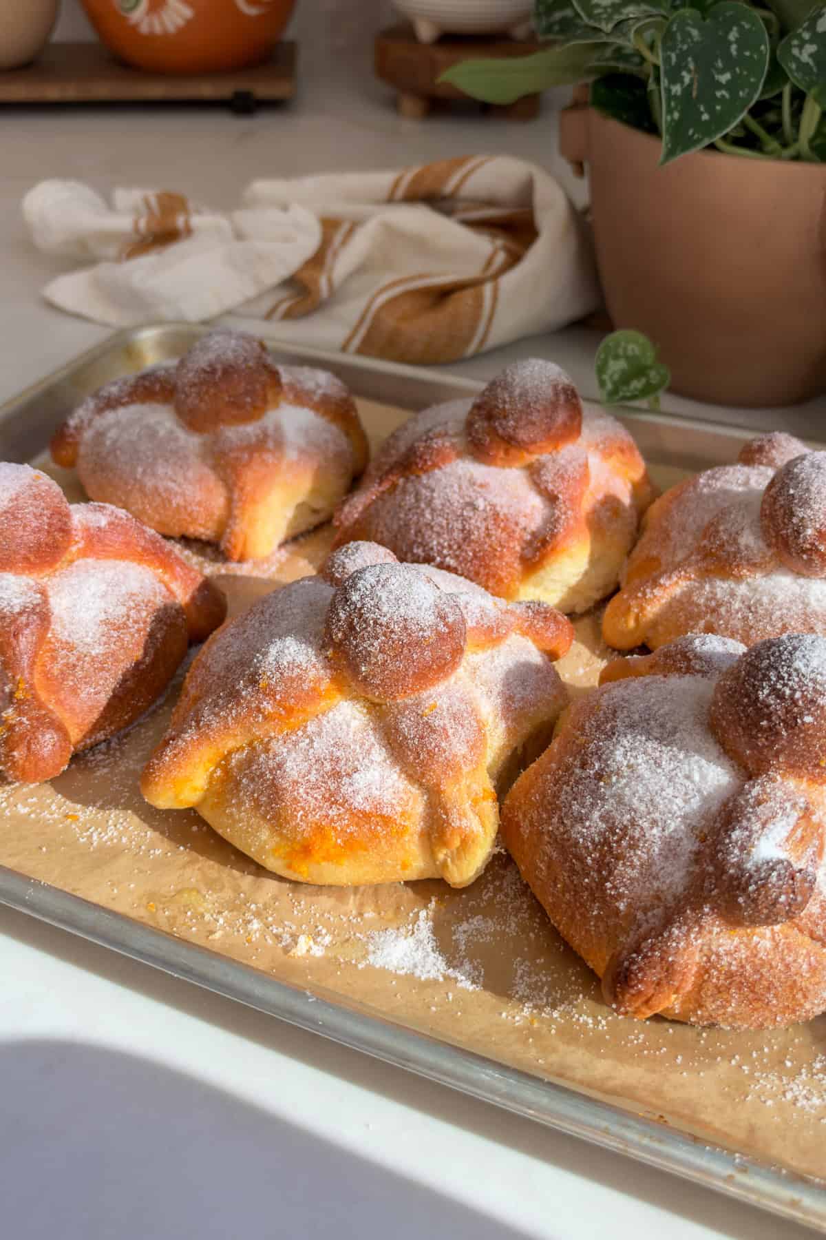 Freshly baked pan de muerto covered in sugar on a baking sheet ready to be eaten.