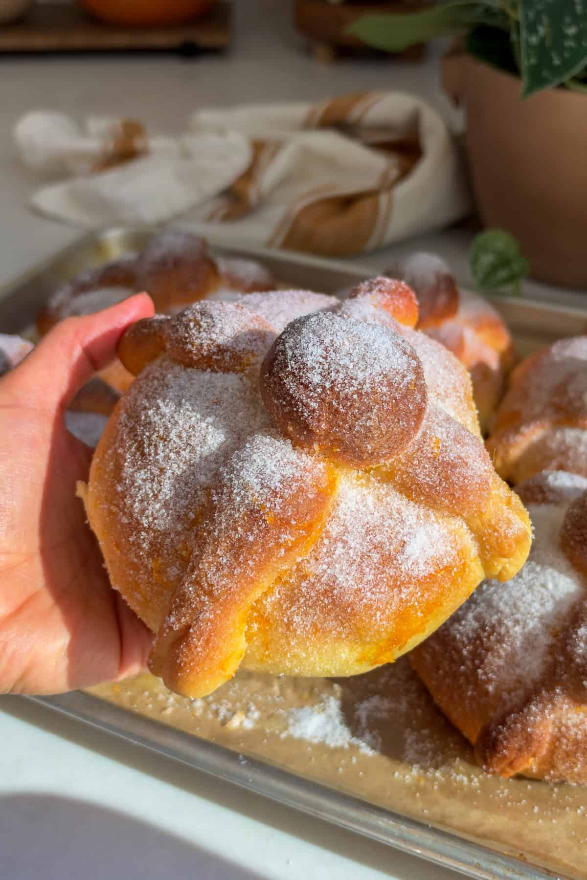 A hand holding a freshly baked pan de muerto.